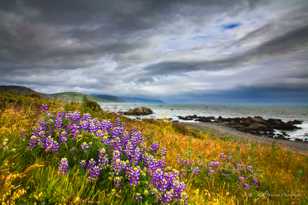 Lupines on the Lost Coast-7123 Lupines on the Lost Coast-7123